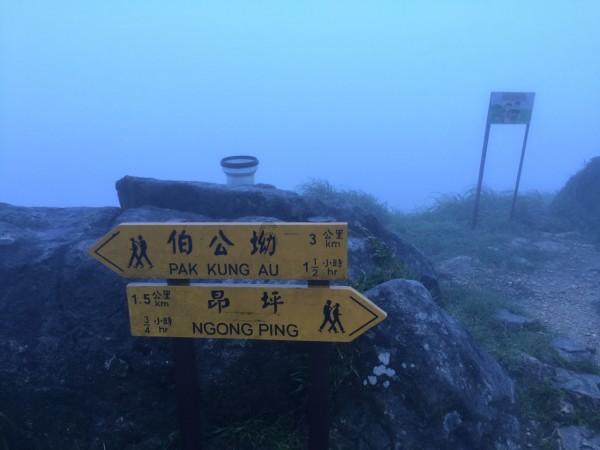 大鹰森林逃生